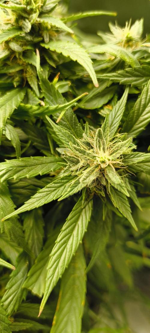 NEW SEED DROP 2026!Libanese Snow Auto. Week 16