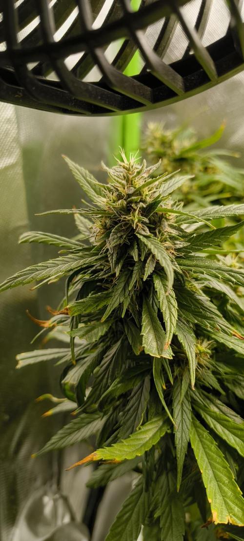 NEW SEED DROP 2026!Libanese Snow Auto. Week 16