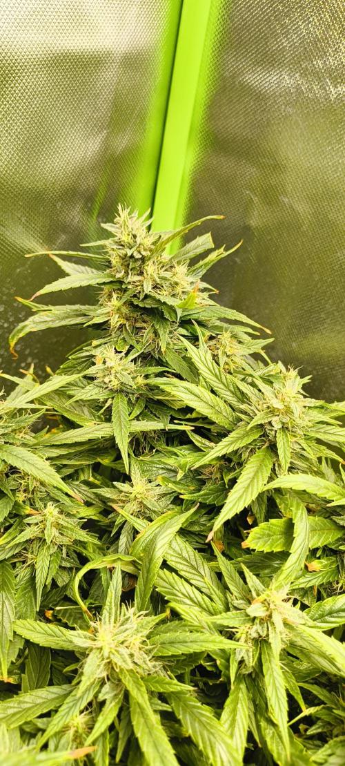 NEW SEED DROP 2026!Libanese Snow Auto. Week 16