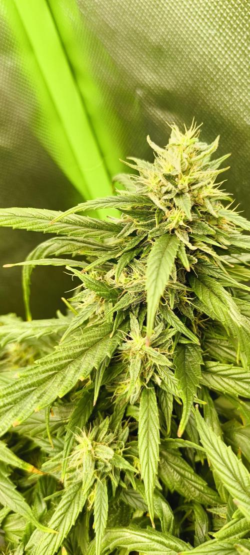 NEW SEED DROP 2026!Libanese Snow Auto. Week 16
