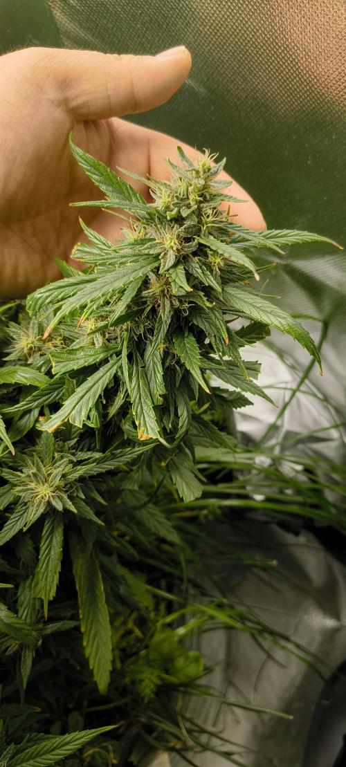 NEW SEED DROP 2026!Libanese Snow Auto. Week 16