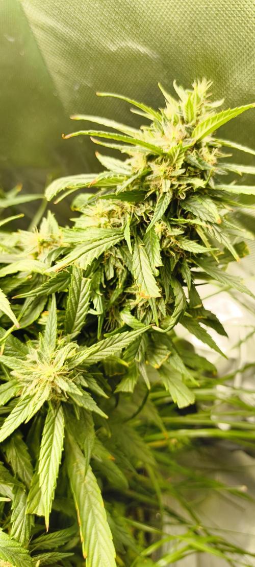 NEW SEED DROP 2026!Libanese Snow Auto. Week 16