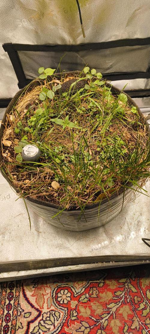 Sensi's Seed Drop 2026!. Week 2