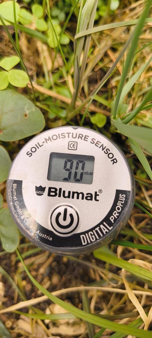 Sensi's Seed Drop 2026!. Week 2 - 90 mBar