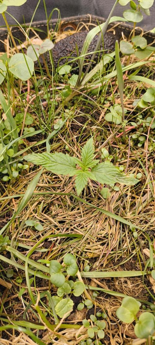 Sensi's Seed Drop 2026!. Week 2