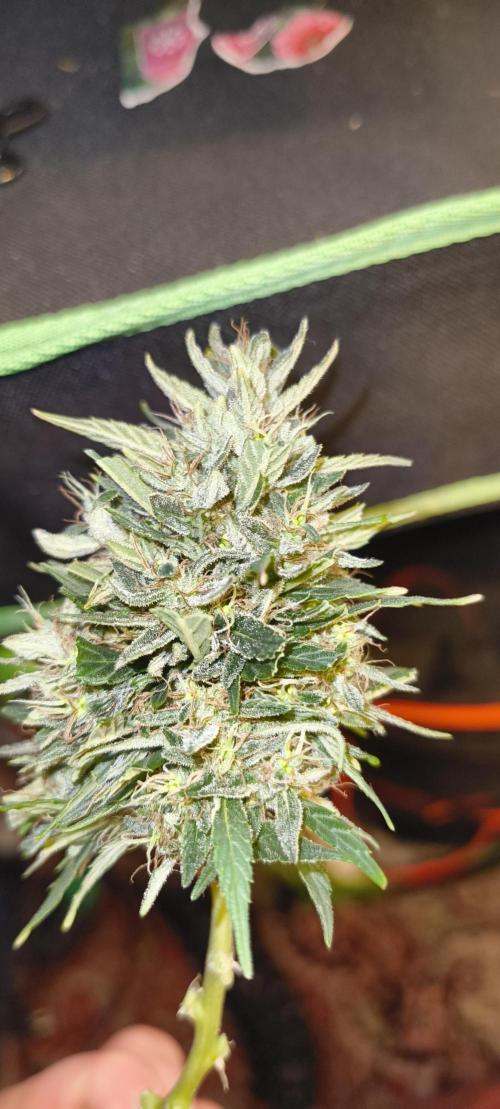 NEW SEED DROP 2026!Libanese Snow Auto. Week 17