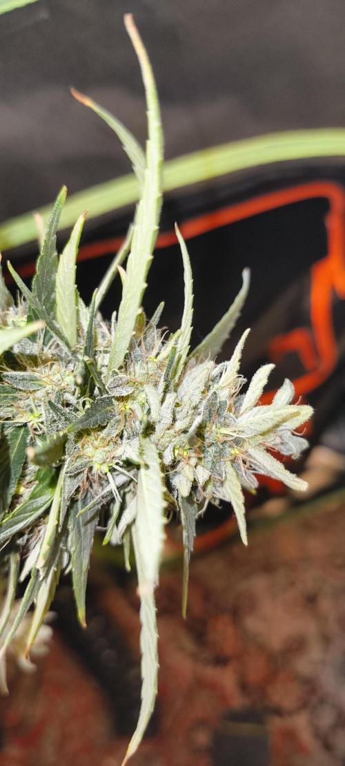 NEW SEED DROP 2026!Libanese Snow Auto. Week 17