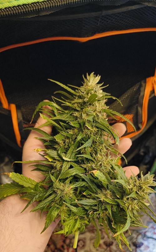 NEW SEED DROP 2026!Libanese Snow Auto. Week 17