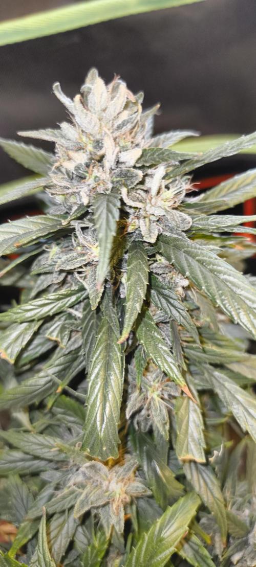 NEW SEED DROP 2026!Libanese Snow Auto. Week 17