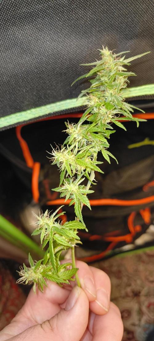 NEW SEED DROP 2026!Libanese Snow Auto. Week 17