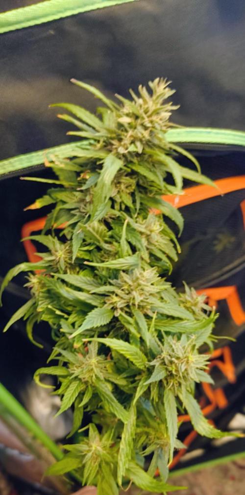 NEW SEED DROP 2026!Libanese Snow Auto. Week 17