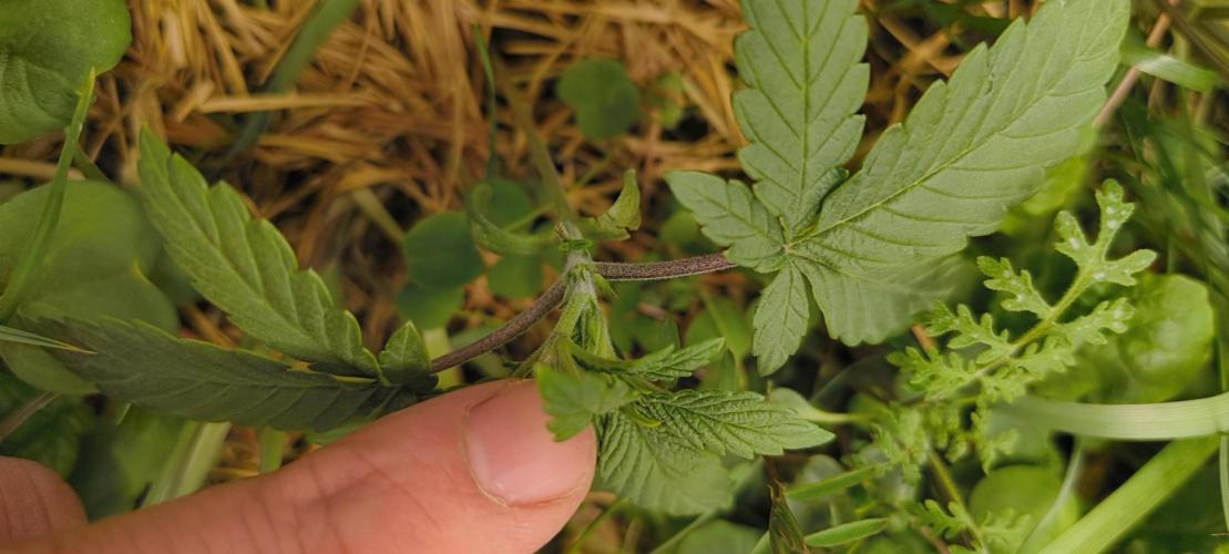 Sensi's Seed Drop 2026!. Week 3