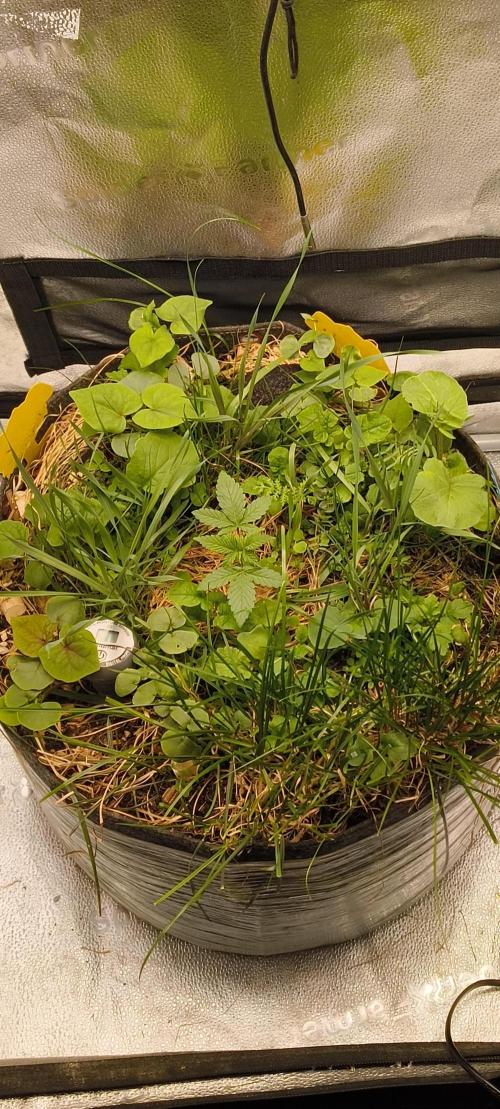 Sensi's Seed Drop 2026!. Week 3