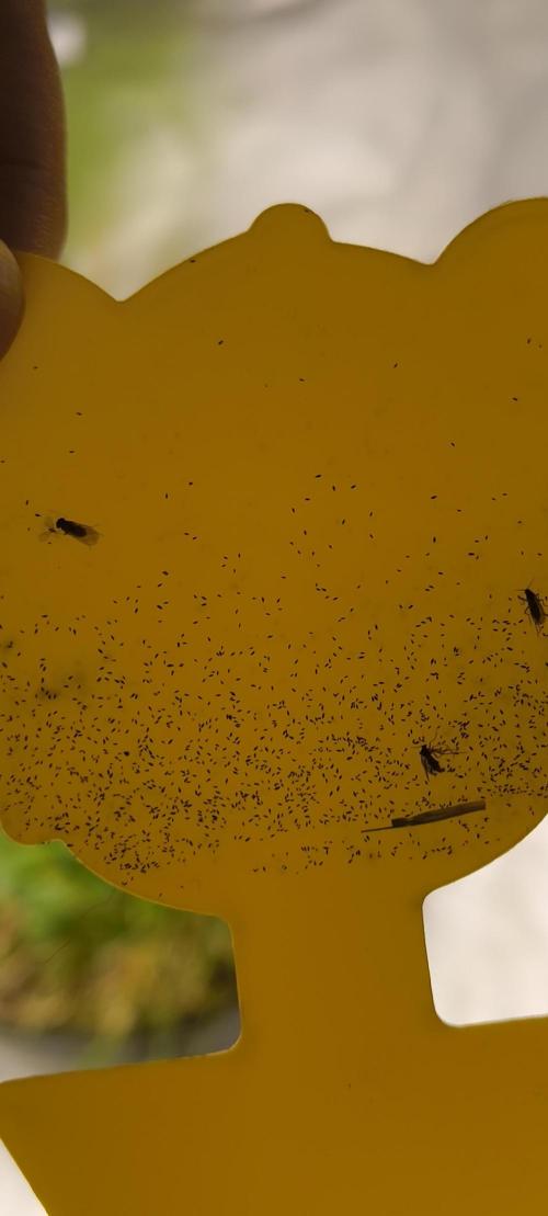 Sensi's Seed Drop 2026!. Week 3 - unfortunatley springtails also love these gnarts traps