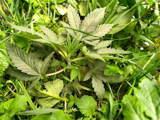 Sensi's Seed Drop 2026!. Week 4
