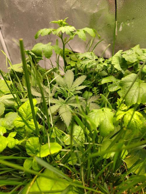 Sensi's Seed Drop 2026!. Week 4