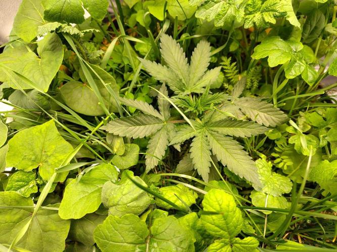 Sensi's Seed Drop 2026!. Week 4