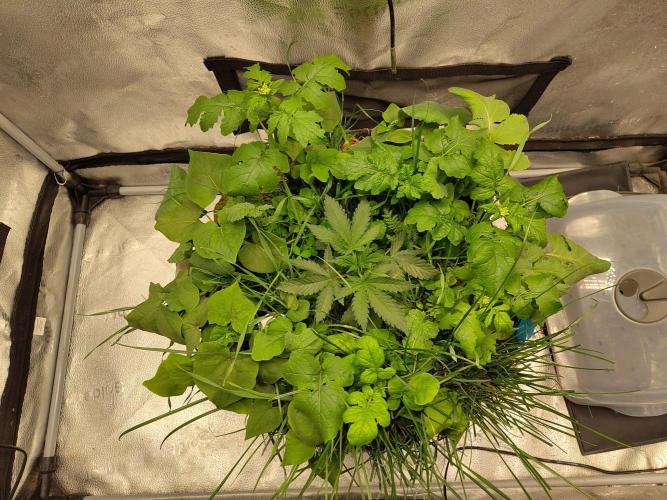 Sensi's Seed Drop 2026!. Week 4