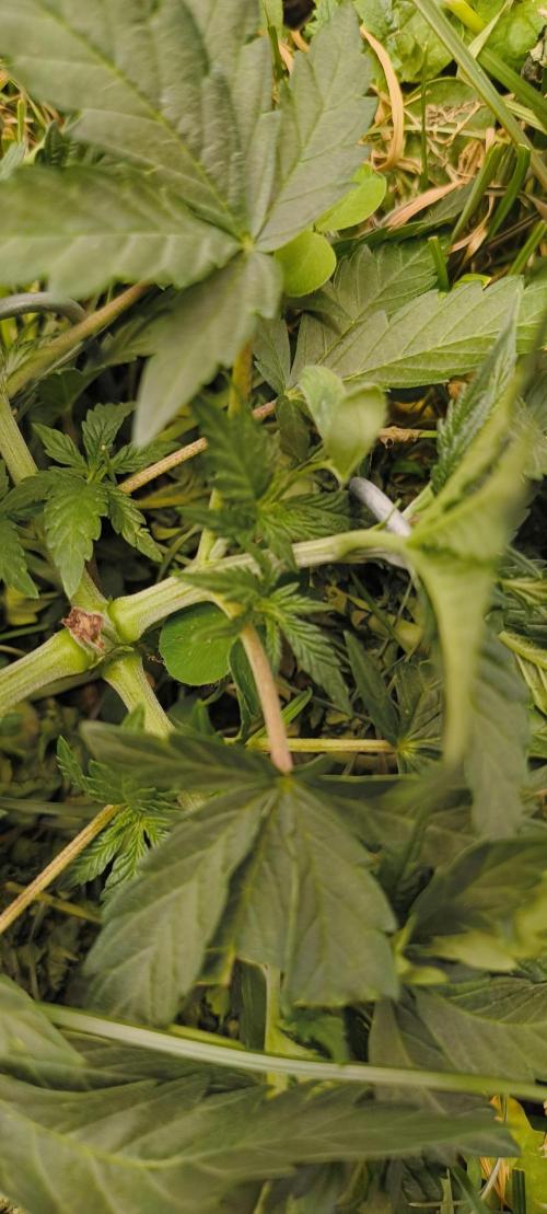 Sensi's Seed Drop 2026!. Week 5