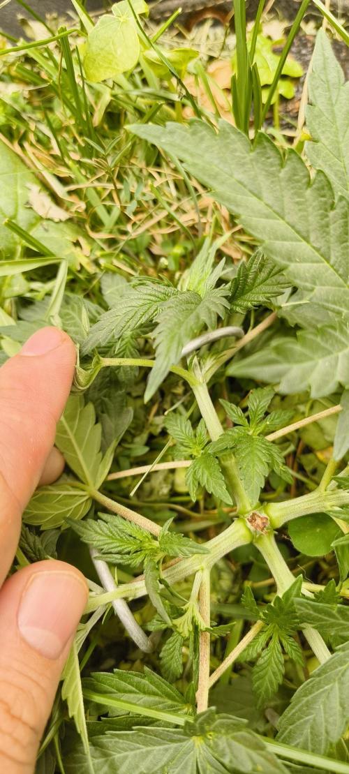 Sensi's Seed Drop 2026!. Week 5
