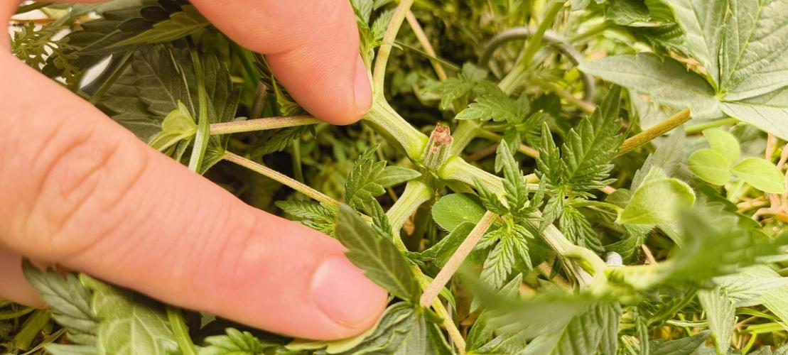 Sensi's Seed Drop 2026!. Week 5