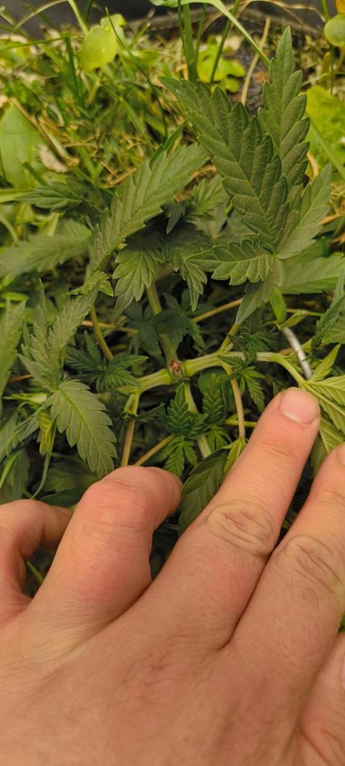 Sensi's Seed Drop 2026!. Week 5