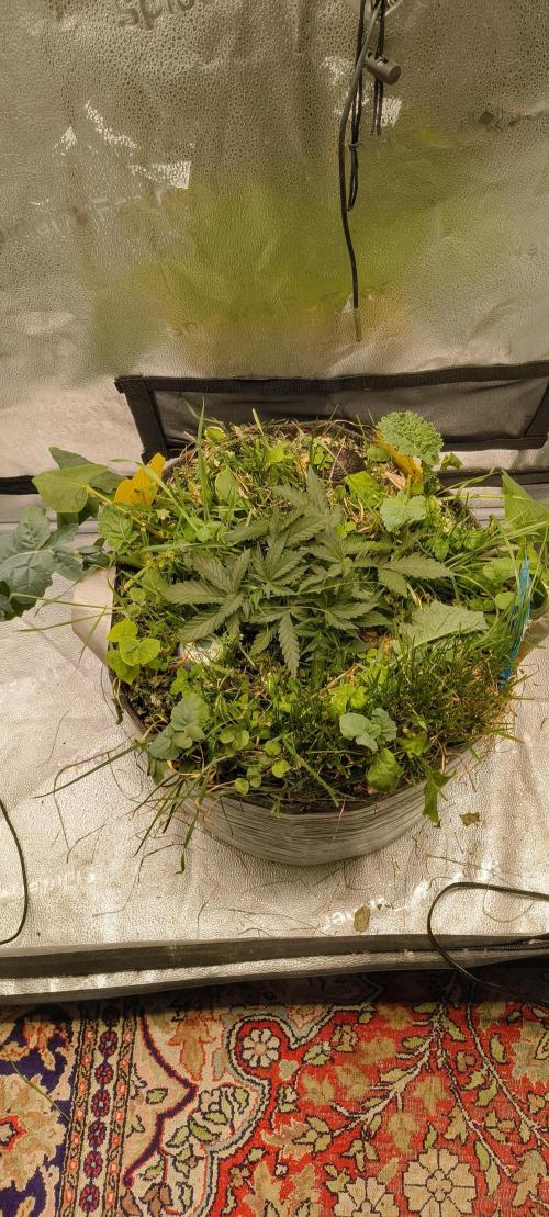 Sensi's Seed Drop 2026!. Week 5
