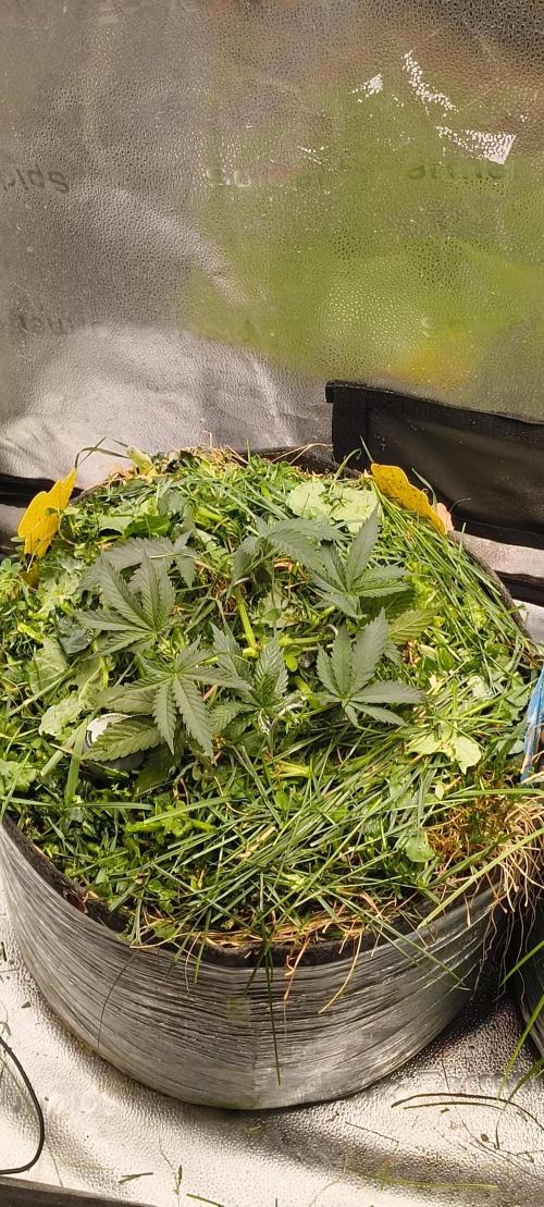 Sensi's Seed Drop 2026!. Week 6