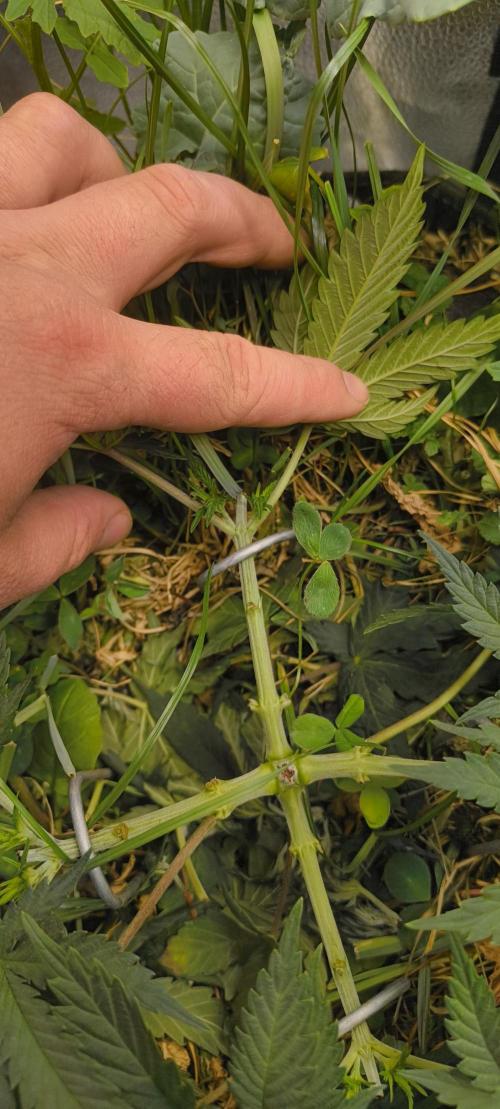 Sensi's Seed Drop 2026!. Week 6