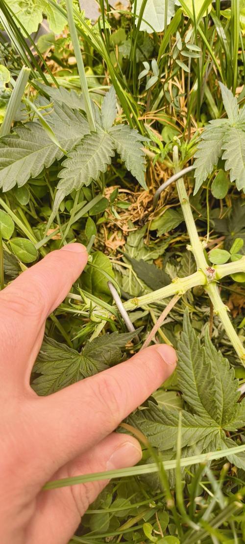 Sensi's Seed Drop 2026!. Week 6