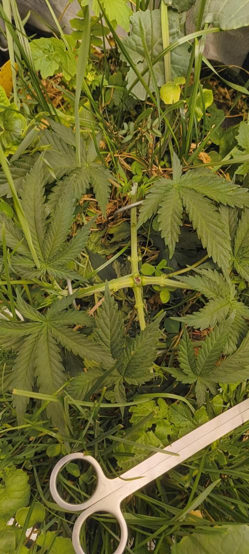 Sensi's Seed Drop 2026!. Week 6