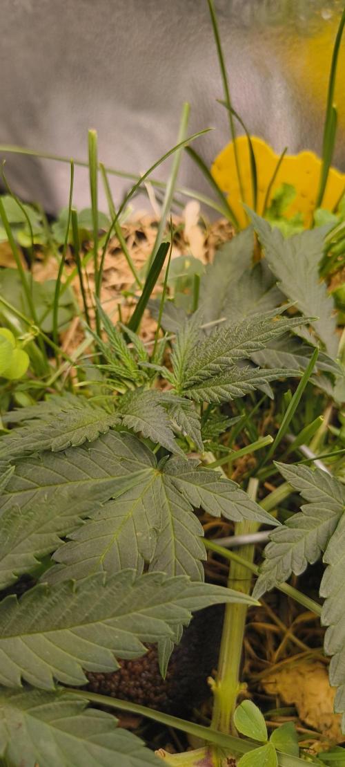 Sensi's Seed Drop 2026!. Week 7