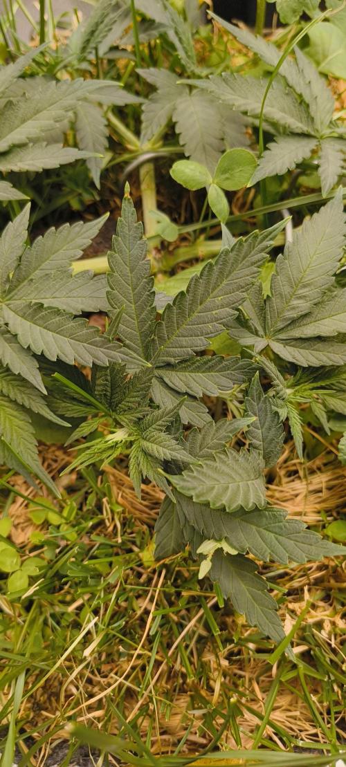 Sensi's Seed Drop 2026!. Week 7