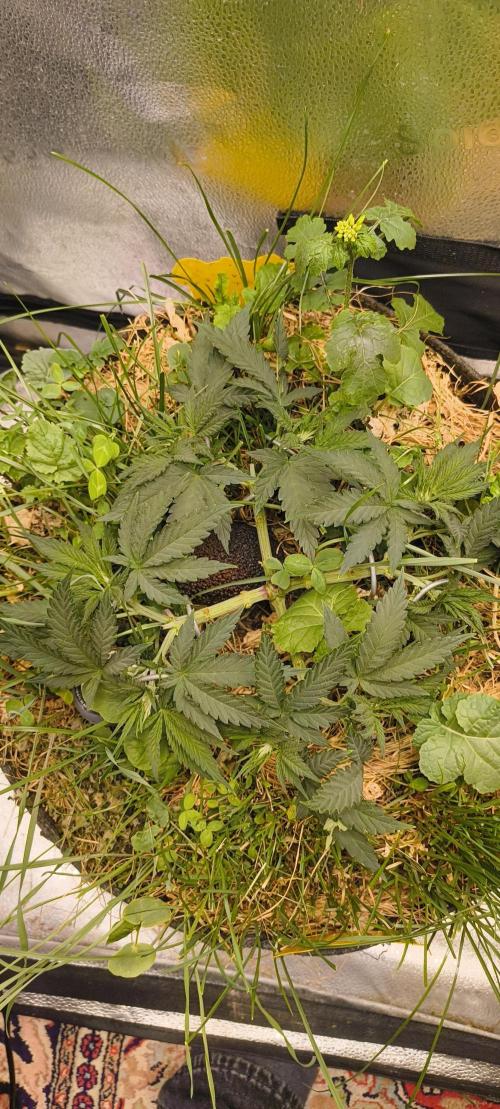 Sensi's Seed Drop 2026!. Week 7