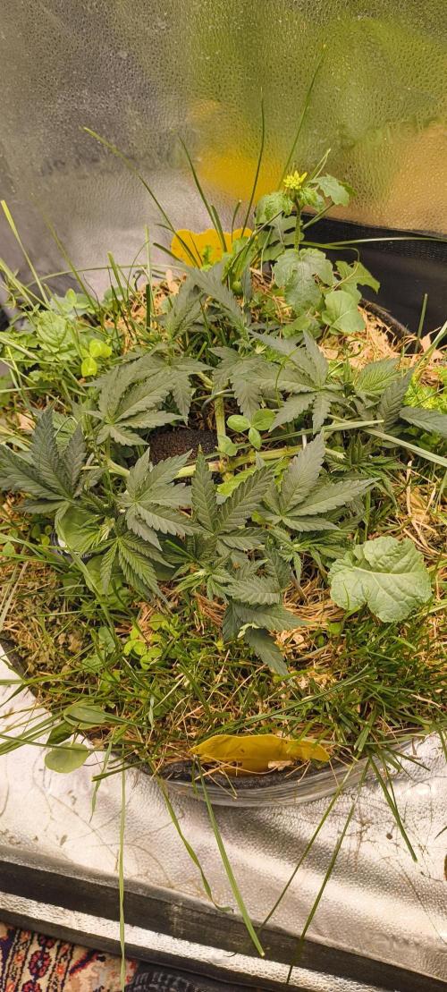 Sensi's Seed Drop 2026!. Week 7