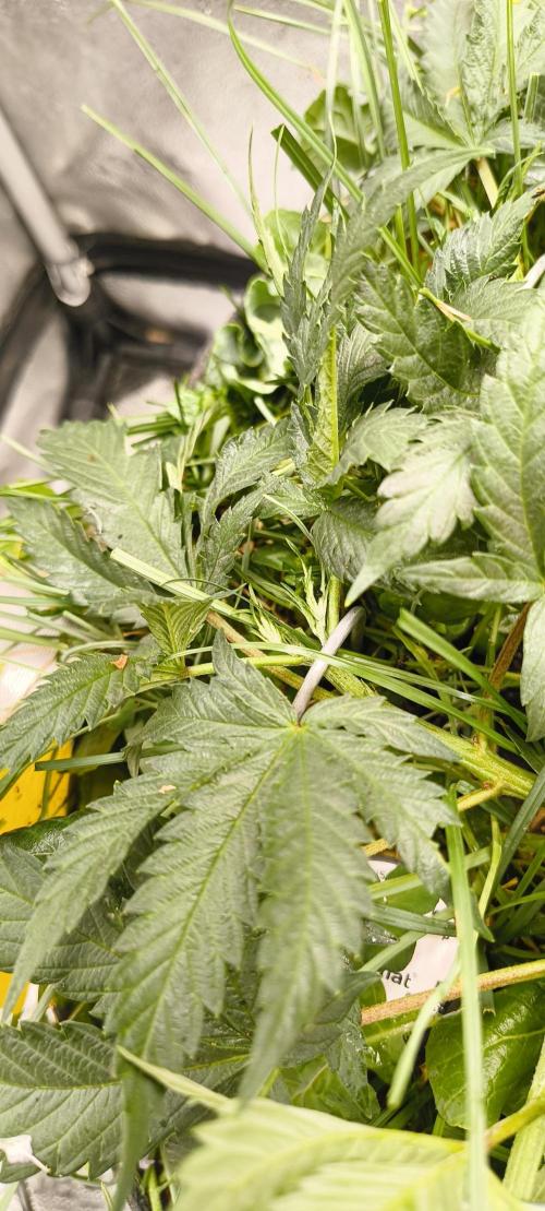 Sensi's Seed Drop 2026!. Week 8