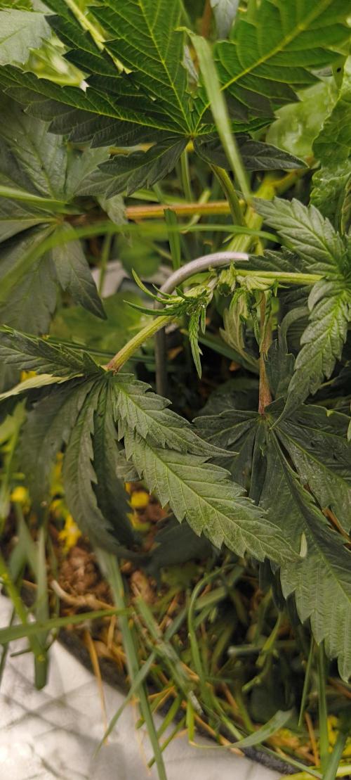 Sensi's Seed Drop 2026!. Week 8