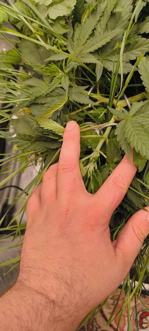 Sensi's Seed Drop 2026!. Week 8