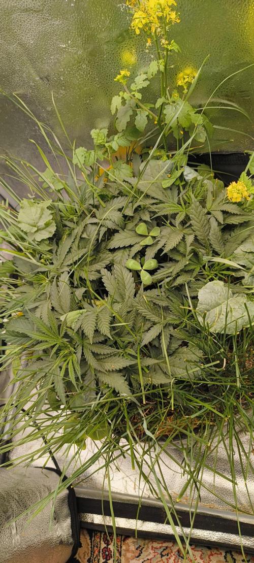 Sensi's Seed Drop 2026!. Week 8