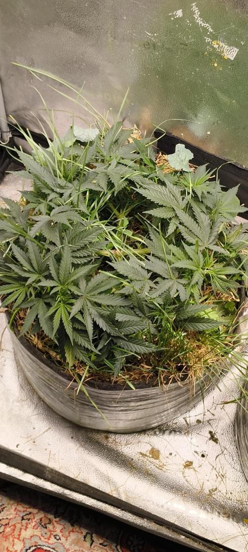 Sensi's Seed Drop 2026!. Week 9