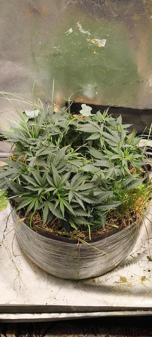 Sensi's Seed Drop 2026!. Week 9