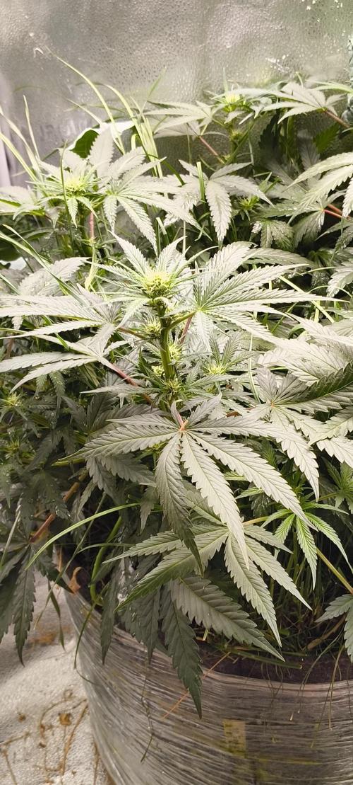 Sensi's Seed Drop 2026!. Week 11