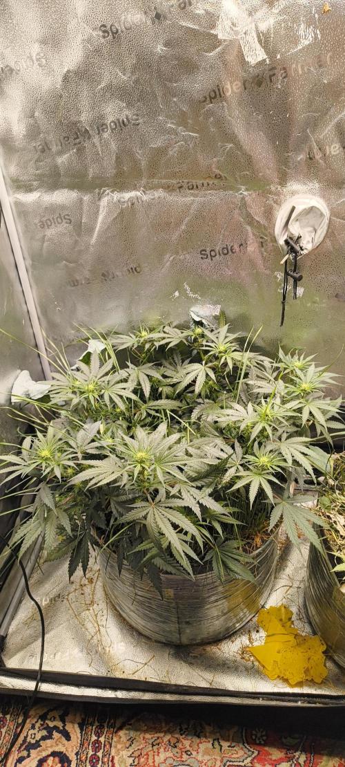 Sensi's Seed Drop 2026!. Week 11