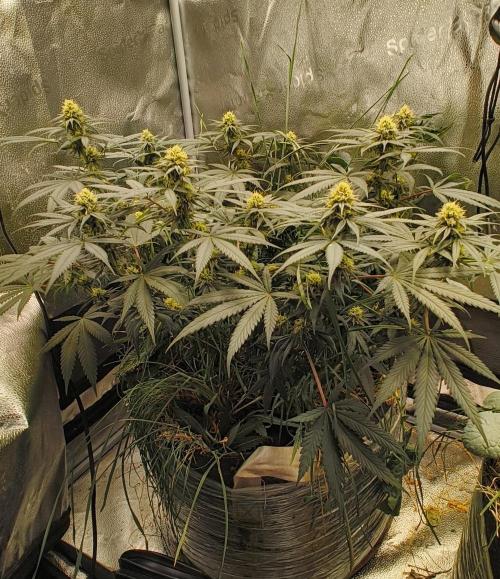 Sensi's Seed Drop 2026!. Week 13