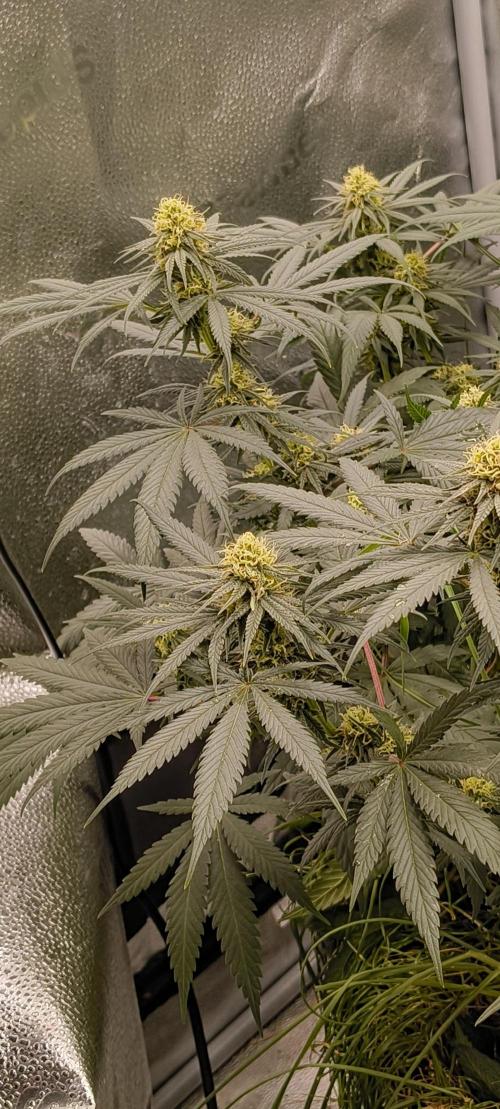 Sensi's Seed Drop 2026!. Week 13