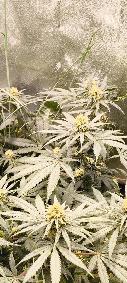 Sensi's Seed Drop 2026!. Week 13