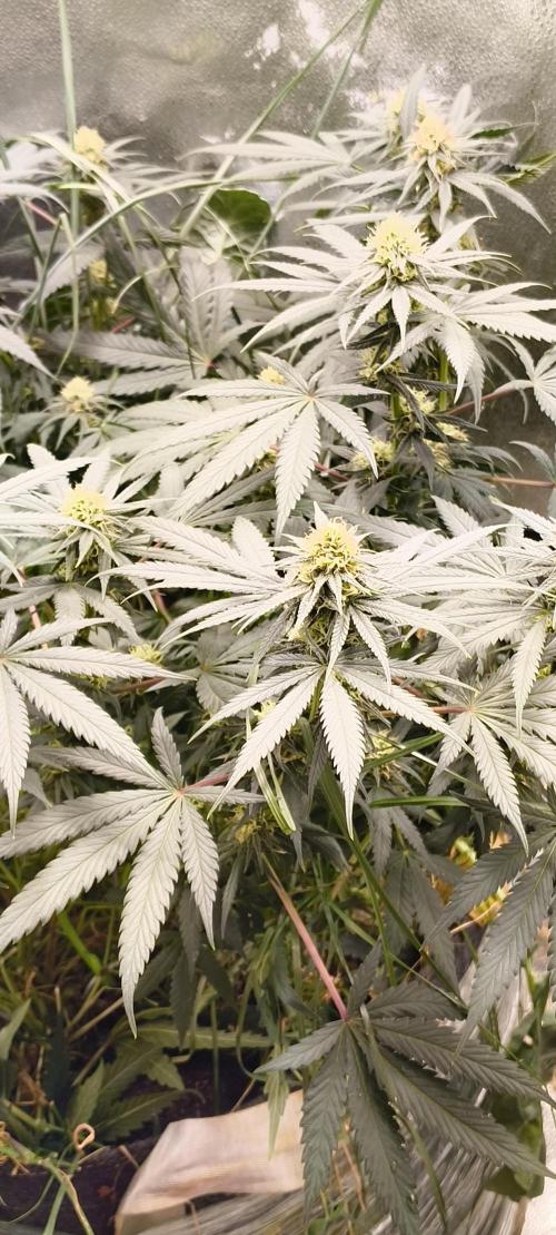 Sensi's Seed Drop 2026!. Week 13