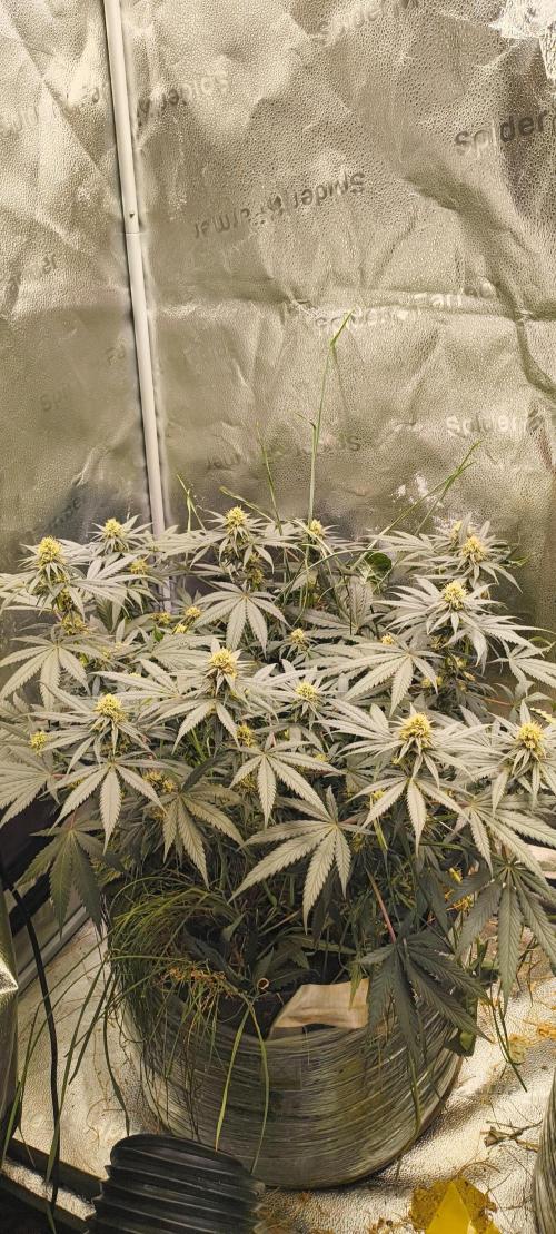 Sensi's Seed Drop 2026!. Week 13