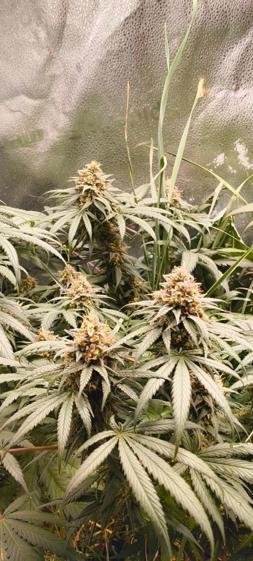 Sensi's Seed Drop 2026!. Week 16