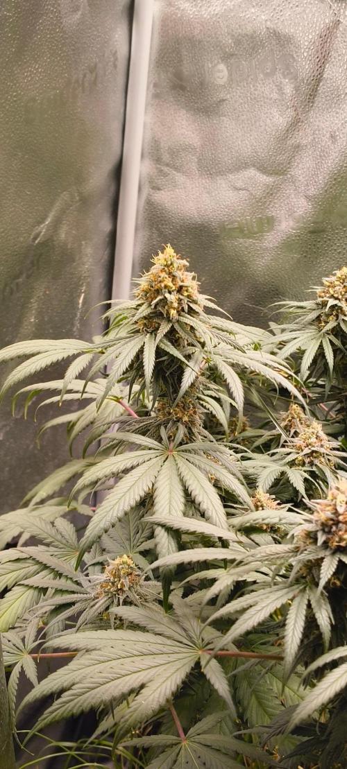 Sensi's Seed Drop 2026!. Week 16